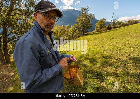 Elmar Pfammatter holds a paper bag of freshly picked saffron crocus flowers on his field in Mund, canton of Valais, Switzerland. The cantonal chemist owns the saffron field, which he himself has not farmed for years, but he is well versed in its cultivation. The south-facing slopes below Mund, at around 1,200 metres, are considered one of the best saffron-growing areas in Europe. Stock Photo