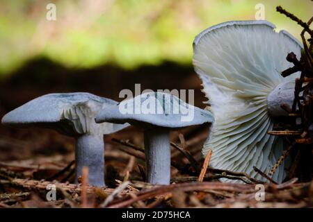 The Aniseed Funnel Cap Mushroom, Clitocybe odora, recognisable by its smell alone is a useful addition for flavouring soups and stews Stock Photo