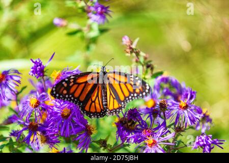 Monarch butterfly on purple asters flowers in Autumn nature garden background. Butterflies flying outdoor