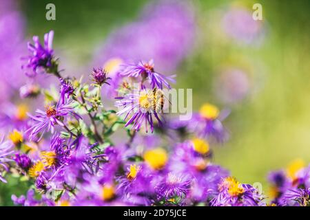 Honey bee pollinating purple aster flower in USA Canada garden in autumn fall nature background. Bees, flowers copy space Stock Photo