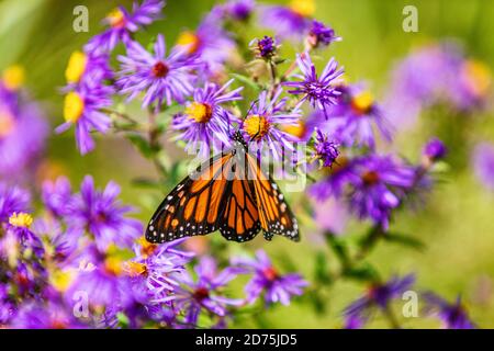 Monarch butterfly feeding on purple aster flower in summer floral background. Monarch butterflies in autumn blooming asters Stock Photo