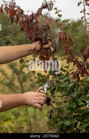 Man cut brunch infected with Fire blight, fireblight , quince apple and pear disease caused by bacteria Erwinia amylovora Stock Photo