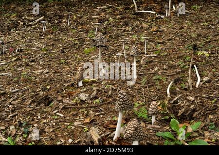 A group of magpie fungus growing on a damp forest floor. Stock Photo