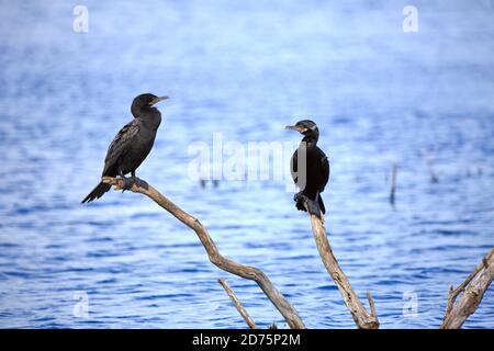 Double-crested Cormorant, Phalacrocorax auritus Stock Photo