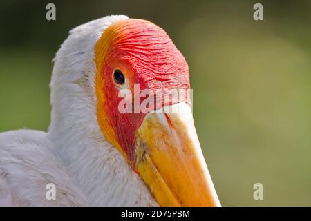 Painted Stork (Mycteria leucocephala). Distributed from Indian to Southwest China and parts of Southeast Asia.  Occurs on freshwater lakes, marshes, a Stock Photo