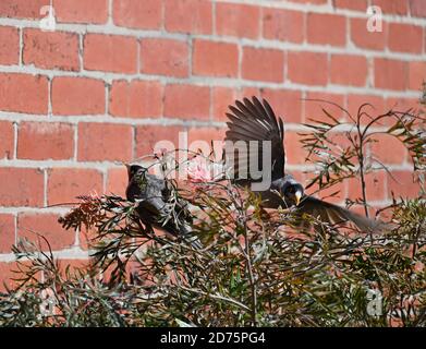 Noisy Miner in flight. The noisy miner is a bird in the honeyeater ...