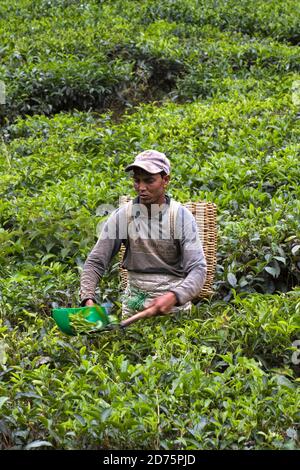 Tea picker working on an estate in Cameron Highlands, Malaysia. Only the bud and the first two leaves are plucked using a small hand shear.  The worke Stock Photo