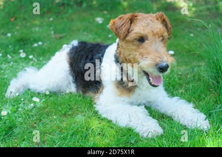 wirehaired fox terrier hypoallergenic