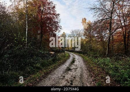 Autumn Colours, Curved Path Through Forest, Vibrant Tree Colours Stock Photo