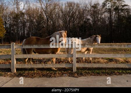Two horses in a fenced pasture standing side by side Stock Photo - Alamy