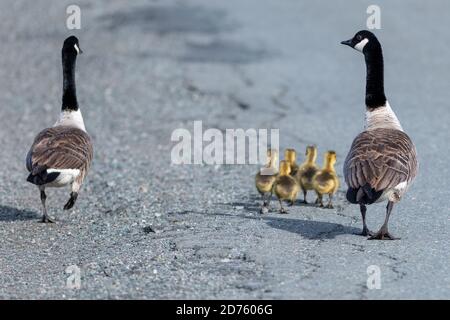 Two adult Canada geese walking along with their five goslings as a family. The mother and father pair have young yellow down covered babies. Stock Photo