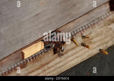 Wasps attacking Honey bees. Stock Photo