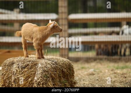 Lovely Baby Goat Stands on Hay on Farm, New England, US Stock Photo