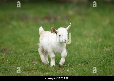 Lovely white baby goat running on grass, New England, USA Stock Photo