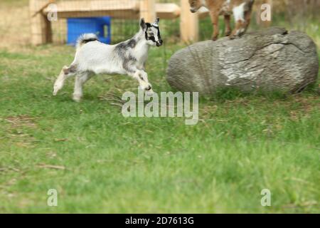 Lovely striped baby goat running on grass at farm Stock Photo