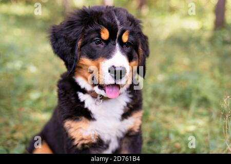 Bernese Mountain Dog puppy standing in forest park Stock Photo