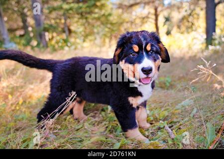 Bernese Mountain Dog puppy standing in forest park Stock Photo