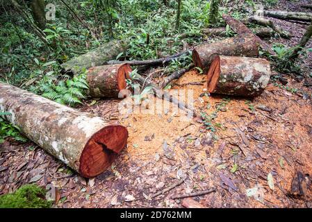 Problem Tree Deforestation Deforestation environmental problem, rain forest destroyed for oil palm ...