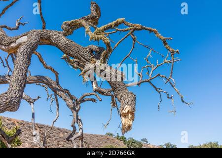 Dead craggy valley oak tree against a deep blue sky. Stock Photo