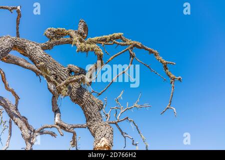 Dead craggy valley oak tree against a deep blue sky. Stock Photo