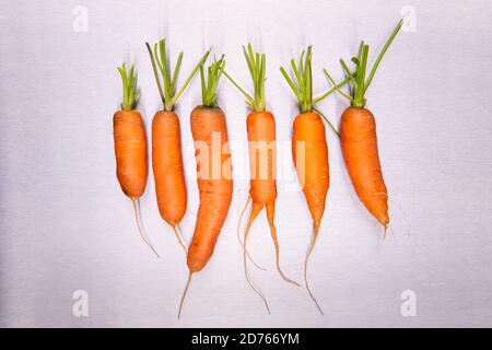 6 Real vegetable Carrot on stainless Steel background in studio Stock Photo