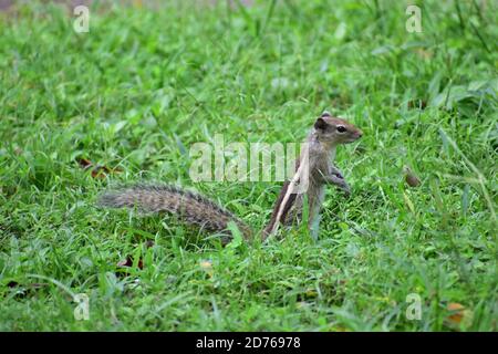 A squirrel eating food in a park. Green grass all around him Stock Photo