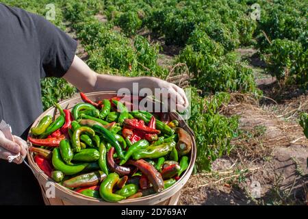 Man holds up bucket of fresh red and green hatch valley chile in Albuquerque, New Mexico, USA during the harvest of the chiles with farm in background Stock Photo