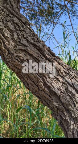 Thick tree trunk closeup. Old khejari or prosopis cineraria tree trunk detail texture as natural background. State tree of Rajasthan, India. Stock Photo