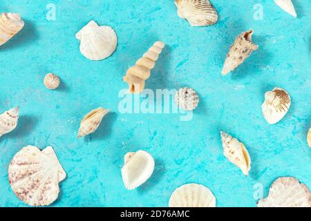 Flat lay ocean pattern with sea shells, overhead shot on a teal blue background Stock Photo