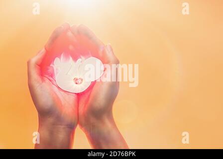 women's hands holding a paper child in the sun .the concept of the origin of life. Stock Photo