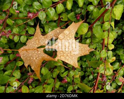 autumnal colored maple leaves with rain drops on a green bush Stock Photo