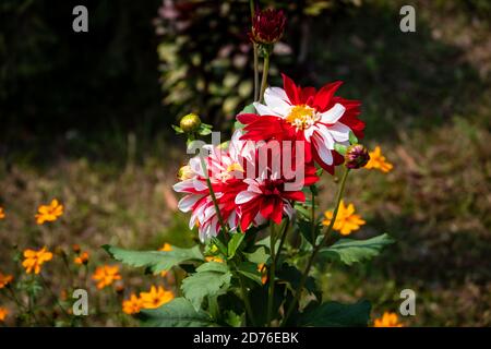 Beautiful red and white Dahlia Pinnata flowers and bud on a tree Stock Photo