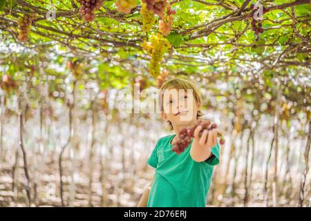 Child taking grapes from vine in autumn. Little boy in vineyard. Fight picking grapes Stock Photo