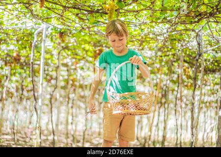 Child taking grapes from vine in autumn. Little boy in vineyard. Fight picking grapes Stock Photo