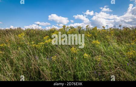 Field of yellow and purple wildflowers in Belgium nature. Stock Photo
