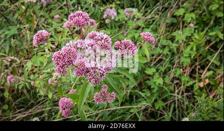 Valerian flower or Valeriana officinalis. Pink wild flowers in nature. Stock Photo