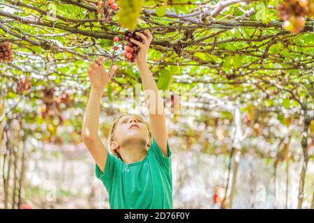 Child taking grapes from vine in autumn. Little boy in vineyard. Fight picking grapes Stock Photo