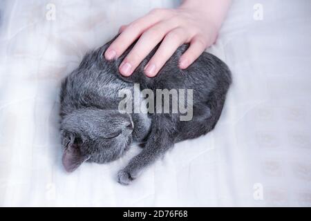Russian Blue cat sleeping with a hand petting it Stock Photo