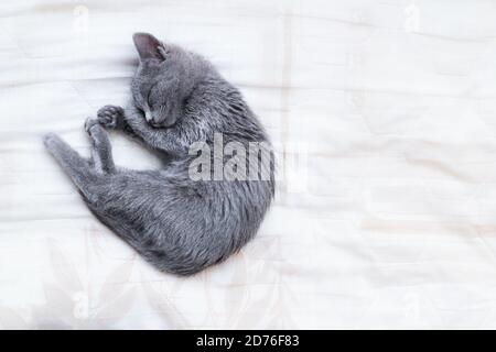 Russian Blue cat sleeping curled up Stock Photo