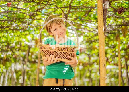 Child taking grapes from vine in autumn. Little boy in vineyard. Fight picking grapes Stock Photo