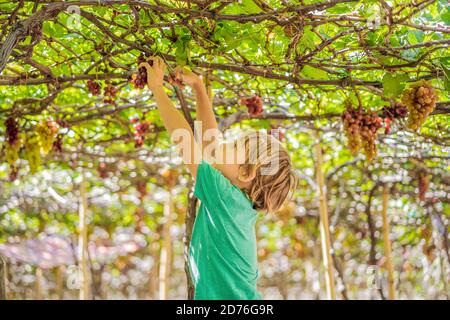 Child taking grapes from vine in autumn. Little boy in vineyard. Fight picking grapes Stock Photo