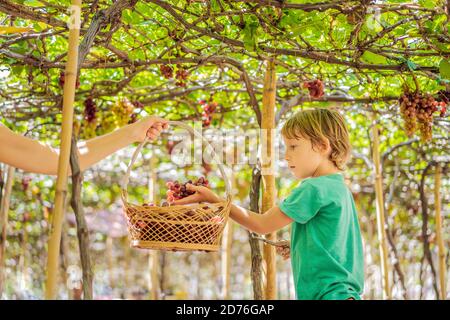 Child taking grapes from vine in autumn. Little boy in vineyard. Fight picking grapes Stock Photo