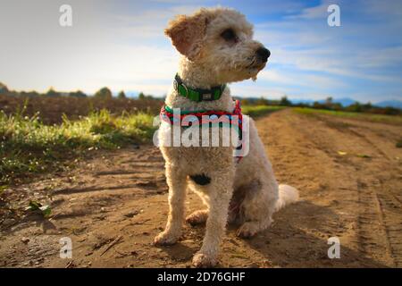 Sweet poodle on a morning walk in the sun Stock Photo