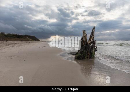 tree trunk on the beach Stock Photo