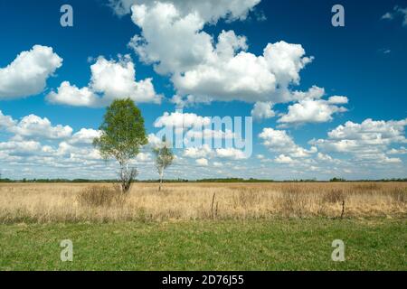 Trees on the meadow and white clouds against the blue sky Stock Photo