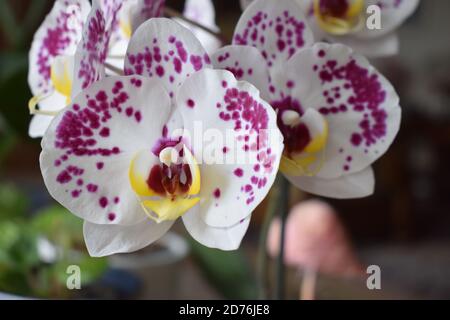 white orchid with pink dots Stock Photo