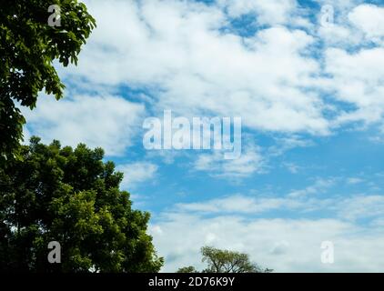 Green bush On the background are white clouds floating in the blue sky. Stock Photo