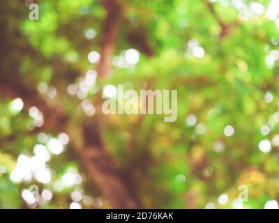 Abstract nature background of glowing leaves creates beautiful bokeh. Stock Photo