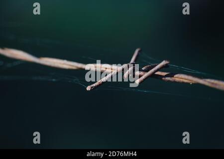 Barbed wire close up outdoor and spider web Stock Photo
