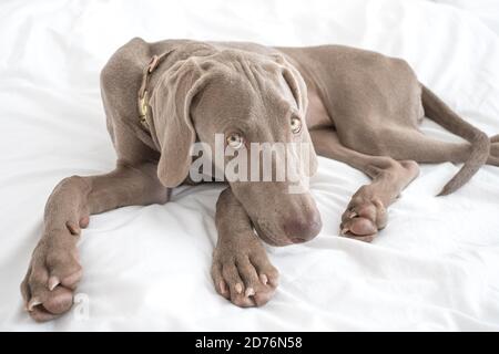 Tired sleepy Weimaraner pointer dog resting and lying on bed covered with white bed sheet in bedroom Stock Photo